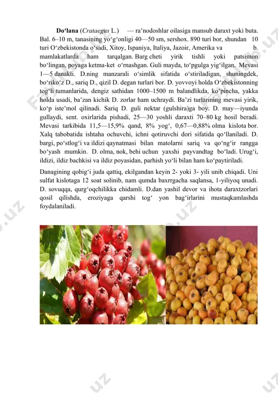 lgandan keyin 2- yoki 3- yili unib chiqadi. uni sulfat kislotaga 12 soat solinib, nam qumda baxrrgacha saqlansa, 1-yiliyoq unadi. d. sovuqqa, qurgʻoqchilikka chidamli. d.dan yashil devor va ihota daraxtzorlari qosil qilishda, eroziyaga qarshi togʻ yon bagʻirlarini mustaqkamlashda foydalaniladi. image4.jpeg image5.jpeg image6.jpeg image7.jpeg image8.jpeg image1.jpeg image2.jpeg image3.jpeg