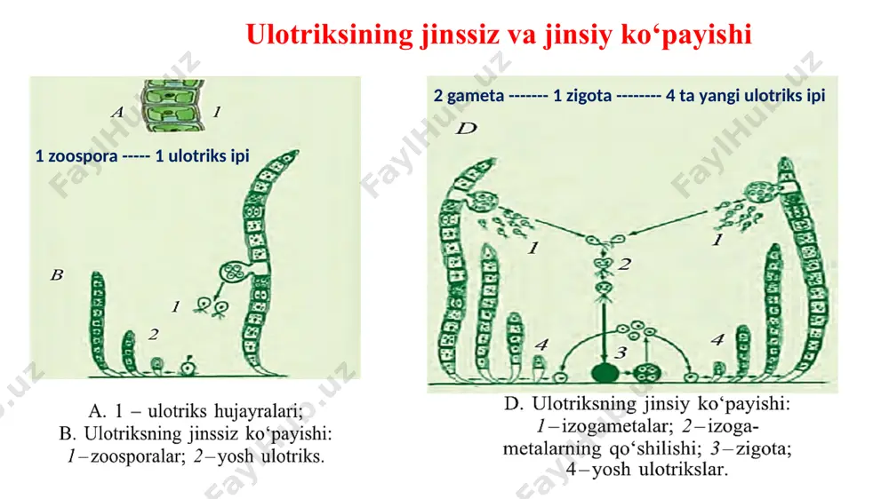 hosil bo`ldi. qanacha ulotriks iplari hosil bo‘lgan? a)64 b)32 c)128 d)16 2 gameta 1 zigota 4 ta yangi ip 256 x y x = = 128 ta zigota y = = 512 ta yangi ulotriks ipi 512 ta ip _______ 100% bo‘lsa, x___________ 25% x= = 124 ta ip. 124 ta ip _______100% bo‘lsa, x _________ 50% x= = 64 ta yangi ip ulotriksning jinsiy ko‘payishiga oid masalalar ishlash universal usullari 5–masala. agar ulotriksning jinsiy ko`payishi natijasida 64 ulotrikis ipi hosil bo`lgan bo`lsa ulotriks ipini hosil qilgan zigotalar soni umumiy zigotani 25% tashkil qilsa, shu zigotani hosil qilgan gameta umumiy gametalarni 50% tashkil qilsa, umumiy gametalar sonini aniqlang. a)128 b)256 c)512 d)64 2 gameta 1 zigota 4 ta yangi ip y gameta x zigota 64 ta ip x umumiy zigota sonini topamiz: x = = 24 ta zigota y umumiy gameta sonini topamiz: y = = 32 ta gameta 32 …
