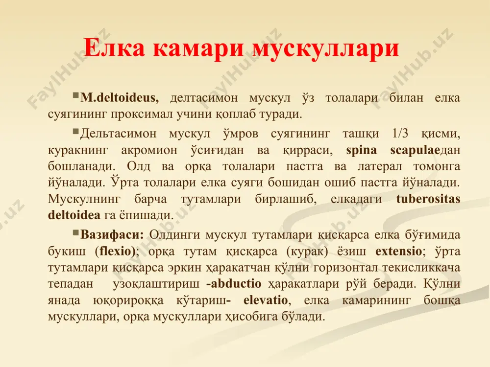 у мускул бўлмаслиги ҳам мумкин. вазифаси: кафт апоневрозини таранглайди ва қўл панжани букади. олдинги гуруҳ мускуллари (юза қават) m.flexor capri ulnaris тирсак томондаги кафт устини букувчи мускул, билакнинг тирсак томонида туради. елканинг epicondylus medialis дан бошланади ва кафт устидаги нўхатсимон суякда, илмоқли суякда ва v кафт суягида тугайди. вазифаси: қўл панжани букади ва яқинлаштиради. m.flexor digitorum superficialis бармоқларни букувчи юза мускул, юқорида таҳлил этилган 4 та мускулнинг остида ётади. мускул елка суягининг epicondylus medialis, тирсак суягидаги processus coronoideus ва билак суягининг юқори қисмидан бошланиб, дистал томонда мускул тўртта пайга ажралади. мускул пайлари canalis carpalis орқали кафтга ва кафт орқали ii-v бармоқларнинг кафт юзасига ўтади. улар проксимал фаланг ўрталарига келганда иккига ажралади ва hiatus tendineus ни ҳосил қилади. бу ёриқлар орқали бармоқларни букувчи чуқур мускулнинг пайи ўтади. бармоқларни букувчи юза мускулнинг икки ажралган пайлари бармоқларнинг ўрта фаланглари асосларига келиб бирикади. вазифаси: бармоқларнинг проксимал ва ўрта фалангларини ва бутун қўл панжани букади. …
