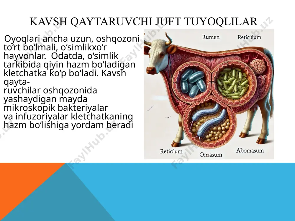 o‘l naqshlar o‘rmon va butazorli joylarda yashaydigan hayvonlarga yaxshi moslashuv beradi, chunki yorug‘lik va soyalar oralig‘ida ular yirtqichlardan yashirinib qolishi osonroq bo‘ladi. ushbu kamuflyaj bolalar hali tez yugura olmaydigan yoshligida ularga himoya vazifasini bajaradi. katta bo‘lgach, ular quyuqroq rangga o‘tadi, chunki bu yoshda ularga tez yugurish va jismoniy himoya muhimroq bo‘ladi. 4. toq tuyoqlilar (masalan, otlar) bir kamerali oshqozonga ega bo‘lib, asosiy hazm qilish jarayoni ularning uzun ko‘richagida amalga oshadi. ko‘richakdagi bakteriyalar va mikroorganizmlar murakkab o‘simlik tolalarini fermentatsiya qilib, hayvonning hazm qilish tizimiga mos keladigan shaklga aylantiradi. bu ularga qo‘pol o‘simlik materiallaridan (masalan, pichan va o‘t) ko‘proq energiya olish imkonini beradi. creator : chemistry academy o’quv markazi biologiya fani o’qituvchisi: qodirjonov shohjaxon abdurasul o’g’li @chemic_academy @chemlc_academy @chemic_academy @chemic_academy , image3.png image6.png image7.png image8.png image9.png image10.png image11.png image4.png image12.png image13.png image14.png image15.png image5.png image19.png image20.png image21.png image22.jpg /docprops/thumbnail.jpeg