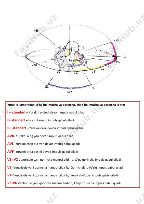 rak tarmoqlari hisoblanib, o’ng qorincha gipertrofiyasi v3 yani qorinchalaro to’siqga nisbat r tishcha balandligi taqqoslanadi. ✓ normada v1-v2 ning r- tishcha balandligi v3 ga nisbatan past bo’lishi kerak ✓ o’ng qorincha gipertrofiyasida esa v1-v2 ning r- tishcha balandligi v3 ga nisbatan baland bo’ladi o’ng qorincha gipertrofiyasi- bu o’ng qorincha devori kengayib ketishi natijada katta qon aylanish doirasida dimlanish yuzaga keladi o’ng qorincha gipertrofiyasi klinikasida : oyoqda shish, assit, jigar kattalshib ketishi( gepatomegaliya) kuzatiladi o’ng qorincha gipertrofiyasi yurak tug’ma va orttirilgan nuqsonlarida kuzatiladi yurak chap qorinchasi v5-v6 ko’krak tarmoqlari hisoblanib, chap qorincha gipertrofiyasi v4 yani yurak cho’qqisiga nisbat r tishcha balandligi taqqoslanadi. ✓ normada v5-v6 ning r- tishcha balandligi v4 ga nisbatan past bo’lishi kerak ✓ chap qorincha gipertrofiyasida esa v5-v6 ning r- tishcha balandligi v4 ga nisbatan baland bo’ladi chap qorincha gipertrofiyasi- bu chap qorincha devori kengayib ketishi natijada kichik qon aylanish doirasida dimlanish yuzaga keladi chap qorincha gipertrofiyasi klinikasida …