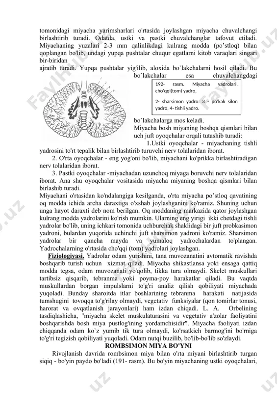 ni bajaradigan nerv xujayralari joylashgan. bulardan tashqari, muskullar tonusini idora etib, odam muvozanatini ta'minlaydi. so'lak ajratish, ovqatni yutish, ichaklardagi bezlardan ichak suyuqligini ajratish, yo'talish, aksirish va qayt qilish, yosh oqish kabi funksiyalar ham rombsimon chuqurchada joylashgan yadrolarga bog'liq. agar bu chuqurchada qon aylanishining buzilishi yoki qon tomirlari yorilib qon quyulishi sodir bo'lsa, nafas olish va qon aylanishi buziladi. uzunchoq miyaning oq moddasi uzun va qisqa o'tkazish yo'llaridan iborat. uzun tolalar bosh yoki orqa miyadan keladi va turlicha o'tkazish yo'llarini hosil qiladi. kalta tolalar esa uzunchoq miyaning ichida joylashgan yadrolarni bir-biri bilan bog'laydi. ortqi miya ortqi miya (metencephalon) miya ko'prigi va miyachadan iborat. ko'prik (pons, 189- rasm) ko'ndalang joylashgan tolalardan tuzilgan bo'lib, miya tubining orqa tomonida joylashgan. ko'prik old tomondan miya oyoqchalariga, orqa tomondan uzunchoq miyaga qo'shilib turadi va qo'shni a'zolar bilan ko'ndalang joylashgan egatchalar orqali chegaralanib turadi. orqadagi ko'ndalang egatdan vi, vii, viii juft bosh miya nervlari chiqadi. ko'prik pastki …
