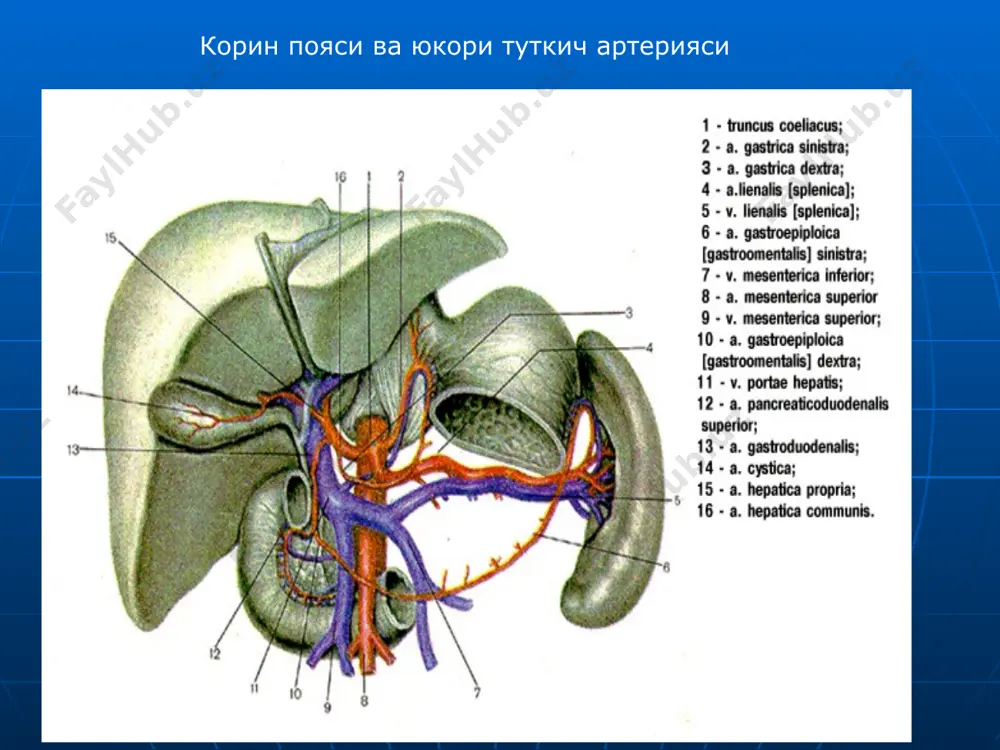 kukrak va korin aortasining juft va tok tarmoklari - Page 2