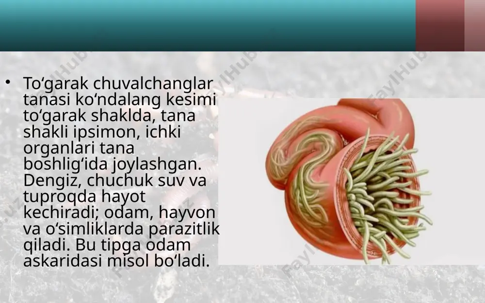 an qoplangan tuxumlarini xo‘jayini ichagiga qo‘yadi. tuxumlar axlat bilan tashqariga chiqariladi. nam joyda tuxumlar ichida lichinkalar rivojlanadi. tuxumlar iflos qo‘l yoki yuvilmagan sabzavot va mevalar orqali odamning ichagiga tushganida ulardan lichinkalar chiqadi. lichinkalar qon orqali o‘pkaga boradi; so‘ngra balg‘am bilan og‘izga tushadi. ular og‘izdan yana ichakka qaytib tushgach, rivojlanib voyaga yetadi va tuxum qo‘yishga kirishadi. askaridaning zarari. askarida bilan kasallangan kishi ozib ke ta di, rangi siniq bo‘ladi. uning qorni muntazam og‘rib turadi. ichakdagi askaridalar maxsus dorilar yordamida haydaladi. askaridani yuqtirmaslik uchun sabzavot, meva va poliz mahsulotlarini yaxshilab yuvib iste’mol qilish hamda shaxsiy gigiyena qoyidalariga qat’iy rioya qilish zarur. to‘garak chuvalchanglarning kelib chiqishi. to‘garak chuvalchanglar tana bo‘shlig‘i va anal teshigining bo‘lishi, ichki organlarining ancha murakkab tuzilganligi bilan yassi chuvalchanglardan farq qiladi. olimlarning fikricha, tarixiy rivojlanish jara yonida qadimgi yassi chuvalchanglar tanasida tana bo‘shlig‘i va orqa chiqaruv teshigi paydo bo‘lgan; ulardan to‘garak chuvalchanglar kelib chiqqan. savol va topshiriqlar askaridaning tashqi tuzilishi …