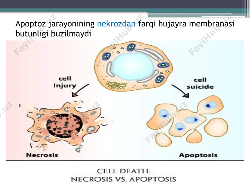 apoptoz mexanizmlari - Page 3