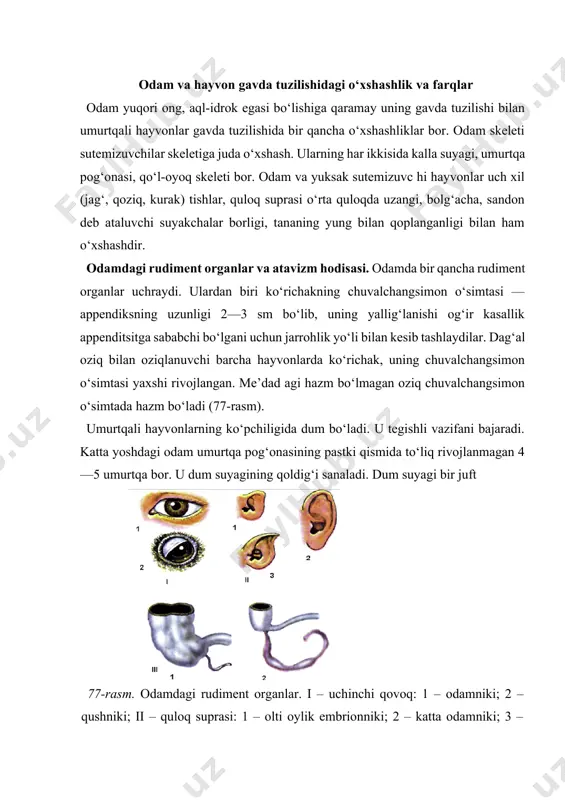 qanday vazifani bajarmay, rudiment holatda saqlanib qolmoqda. sutemizuvchi hayvonlarda quloq suprasi tez harakat qiladi. chunki uni harakatlantiruvchi maxsus muskullari bor. odamda bu muskullar va quloq suprasi rudiment holatdadir. odam gavdasida ba’zan atavizm hodisasi ham ro‘y beradi. ayrim tug‘ilgan bolalarda dum yoki tanani mayin yung bilan qoplanishi, qo‘shimcha sut bezlari bo‘lishi bunga yaqqol misoldir (78-rasm). odam va hayvon embrioni rivojlanishidagi o‘xshashliklar. odam va boshqa ko‘p hujayrali hayvonlar o‘z shaxsiy rivojla- nishini bitta urug‘langan tuxum hujayra – zigotadan boshlaydi. odam embrional rivojlanishda ko‘p hujayrali hayvonlarda uchrovchi murtak varaqlari, ulardan organlarning hosil bo‘lishi o‘xshashdir. bu jarayonda boshqa umurtqali hayvonlarning ko‘p belgilari qisqacha takrorlanadi. embrional rivojlanishning dastlabki bosqichlarida jabra yoriqlari, dumning bo‘lishi yoki 5–6 oylik homila tanasining mayin yung bilan qoplanishi shular jumlasidandir. odam va odamsimon maymunlar gavda tuzilishidagi o‘xshashlik va farqlar. odamsimon maymunlar bilan odam skeleti va ichki organlar tuzilishida o‘xshashliklar nihoyatda 78-rasm. odamdagi atavizm hodisasi. 1 – sherbashara odam; 2 – ko‘p …