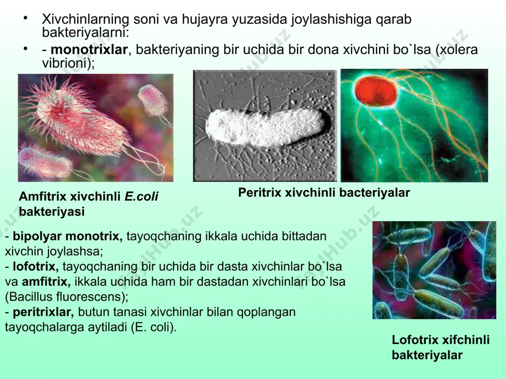 ikkinchisi - uning fiziologik xususiyatini anglatadi. birinchi so`z turkumni bildirib, yozma harfda yozilsa, ikkinchisi turni bildirib bosma harfda yoziladi. escherichia (e.) coli mikrobiologiyada maxsus terminlar keng qo`llaniladi – bular kultura, shtamm, klon. kultura – bu oziqa muhitidagi, ko`z bilan ko`rish mumkin bo`lgan bakteriyalar yig`indisi. kultura toza (bir turdagi mikroorganizmlar yig`indisi) va aralash (ikki yoki undan ko`p bo`lgan mikroorganizmlar yig`indisi) bo`lishi mumkin. shtamm – bu turli joylardan yoki bir joyning o`zidan olingan bir turga mansub mikroorganizmlar yig`indisi. masalan, turli joylardan ajratib olinsa yoki biror xususiyati bilan asosiy turdan farq qilsa, shtamm deyiladi. klon – bu bitta hujayra naslidan tarqalgan mikroorganizmlar yig`indisi.
