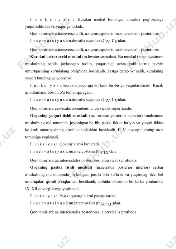 i y a s i. pastki qovurg‘alarni pastga tortadi. i n n e r v a t s i y a s i: nn.intercostales (thix–xii)dan. qon tomirlari: aa.intercostales posteriores, a.cervicalis profunda. rasm. orqaning yuza muskullari. 1 – m. sternocleidomastoideus; 2 – m. trapezius; 3 – spina scapulae; 4 – m. deltoideus; 5 – m. infraspinatus; 6 – m. teres minor; 7 – m. teres major; 8 – m. rhomboideus major; 9 – m. latissimus dorsi; 10 – m. obliquus internus obdominis; 11 – crista iliaca; 12 – m. gluteus maximus; 13 – m. gluteus medius; 14 – m. obliquus externus obdominis; 15 – fascia tharocolumbalis; 16 – processus spinosus vertebrae thoracicae xii; 17 – m. triceps brachii; 18 – fascia infraspinata; 19 – processus spinosus vertebrae cervicalis vii; 20 – m. splenius capitis; 21 – protuberantia occipitalis externa. orqaning chuqur muskullari orqaning chuqur muskullari (rasmlar) umurtqa pog‘onasining ikki yonboshida umurtqa …