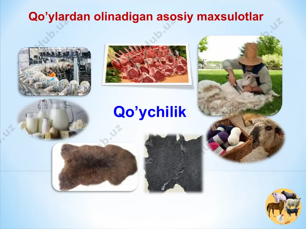 in junli va duragay qo’ylardan qirqib olinadi. uning sifati asosan 60-sifatdan past bo’lmay, albatta oq rangda bo’lishi shart. yarim mayin jun – yilida bir marta yarim mayin jun beruvchi qo’ylardan qirqib olinib 58-50 sifatga ega oq rangda bo’lishi kerak. yarim dag’al jun – bu jun asosan mayin va dag’al junli qo’ylarning duragaylari va saradja zotli qo’ylardan olinadi. bu jun bir xil bo’lmagan junlar toifasiga kirib 48-46 sifatga ega bo’lib yiliga ikki marta qirqib olinadi. dag’al jun – bir xil bo’lmagan, har xil rangdagi jun bo’lib, dag’al junli qo’ylardan yiliga ikki marta qirqib olinadi. dag’al junli qo’ylardan qirqib olingan jun uning tarkibidagi jun tolalarining nisbatiga qarab i-ii-iii klasslarga bo’linadi. teri mahsulotlarining turlari va sifati barra terining sifati va qiymati uning rangi satxi, jingalakligi, jingalaklikning qalinligi va zichligi, ipakligi, yaltiroqligi va terining qalin, hamda zichligi bilan aniqlanadi. gullarning o’lchami 4,5 mm dan kam, 4,5-8 mm o’rta va 8 mm dan ko’p katta …