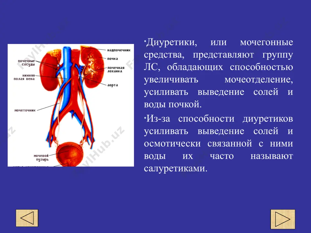 эффективный путь) ii. подавление реабсорбции (наиболее эффективный путь) iii. управление гормональной регуляции мочеотделения по локализации и механизму действия . 1. средства, действующие на уровне клеток почечных канальцев. 1.1. средства, действующие на уровне апикальной мембраны. 1.1.1. конкурирующие за переносчик натрия, или неконкурентные антагонисты альдостерона— триамтерен, амилорид. 1.1.2. конкурирующие антагонисты альдостерона — спиронолактон, эплеренон. 1.2. средства, действующие на уровне базальной мембраны. 1.2.1. ингибиторы карбоангидразы — диакарб. 1.2.2. тиазидные диуретики — гидрохлортиазид, циклометиазид. 1.2.3. тиазидоподобные диуретики — хлорталидон, клопамид, индапамид. 1.2.4. петлевые диуретики — фуросемид, кислота этакриновая, буметонид, торасемид. 2. осмотически активные диуретики — маннит, мочевина. 3. средства, увеличивающие кровообращение в почках — ксантины, аминофиллин, эуфиллин и др. 4. препараты лекарственных растений — хвоща полевого, листьев толокнянки, березовых почек, листьев ортосифона, листьев брусники, листьев и стеблей леспедезы головчатой, ягод земляники и др. по силе действия. 1. сильные мочегонные средства — фуросемид (лазикс), торасемид (трифас), кислота этакриновая (урегит), клопамид (бринальдикс), осмодиуретики (маннит, мочевина) и …