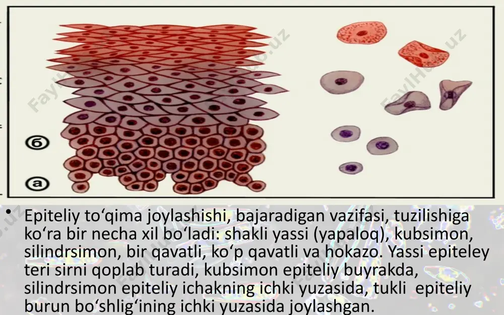 тo‘qimalar, organlar va organlar sistemasi. 8 - sinf - Page 4
