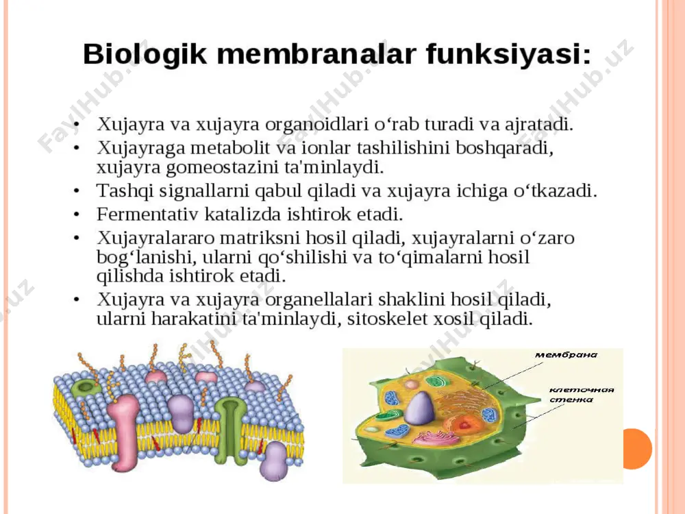 orat deb qaraldi. b) bu holda uzluksiz lipid qo'shaloq qatlami mavjudligi inkor qilinadi. yagona membrana modeli bo'yicha membranada lipid va oqsillar miqdori taxminan teng bo'lishi kerak. biroq haqiqatda bunday emas. takrorlanuvchi komplekslar farazi ham tajribada tasdiqlanmadi. shuning uchun membranalar tuzilishining uchinchi modeli taklif etildi. bu modelda membrana qo'shaloq qatlamdan iborat bo'lib, oqsillar membrana sirtida ham uning ichida ham oqsil-lipid komplekslari sifatida joylashishi mumkin. ushbu model suyuq mozaika modeli deb ataladi. (j.lenard, j.nikolson va s.singer tomonidan 1966-1972 yillarda taklif etilgan). membrananing faoliyati lipidlar qo'shaloq qatlamining qovushqoqligi va membranadagi fosfolipidlar harakatchanligiga kuchli bog'liq. biologik membranalar lipid fazasi fiziologik sharoitlarda suyuq agregat holatida bo'ladi. bu holat tajribada fluoressent zondlar, nishonlar, elektron paramagnit rezonans va yadro magnit rezonans usullari bilan isbotlangan. shu bilan birga membranadagi molekulalar ma'lum tartib bilan joylashgan fosfolipid molekulalari qo'shaloq qatlamda joylashgan bo'lib, ularning gidrofob dumlari deyarli bir-biriga paralleldir. hujayra membranasi mexanikasi. agregat holati suyuqlik bo‟lib molekulalar joylashishda tartib bo‟lgan fizik …
