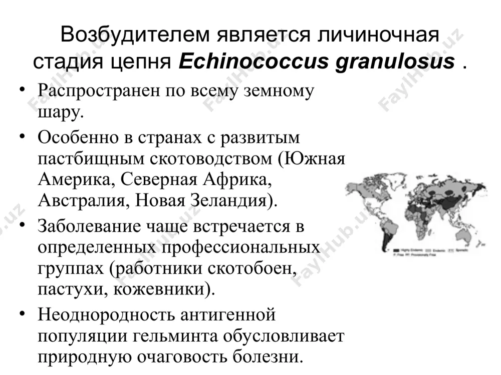 функция печени: диспротеинемия со снижением альбуминов, протромбина и ростом гамма-глобулинов. проявления эхинококкоза легких определяются локализацией кисты. даже небольшая киста, расположенная вблизи плевры, рано проявляет себя болевым синдромом, а при локализации у бронхиального ствола клинические симптомы проявляются кашлем и сосудистыми расстройствами. эхинококкоз почек нередко диагносцируется лишь при выявлении эхинококкурии. обнаружению обрывков сколексов в осадке мочи могут предшествовать тянущая боль в поясничной области, дизурические расстройства. значительно реже встречаются эхинококкоз головного мозга, средостения, молочной железы, кишечника, крайне редко — костей, подкожной клетчатки. осложнения нередки нагноения кисты (присоединение вторичной бактериальной флоры при гибели эхинококка), сопровождающиеся усилением боли, лихорадкой, гиперлейкоцитозом. возможны холангиты, вскрытие кисты в брюшную и плевральную полость с развитием перитонита, плеврита. сдавливание желчных протоков приводит к механической желтухе, реже — билиарному циррозу, амилоидозу. при сдавлении сосудов портальной системы возникают признаки портальной гипертензии. эхинококкоз легких может осложняться повторными легочными кровотечениями, острой сердечно-сосудистой недостаточностью. наиболее грозным осложнением является разрыв кисты, который может быть спровоцирован ударом, …