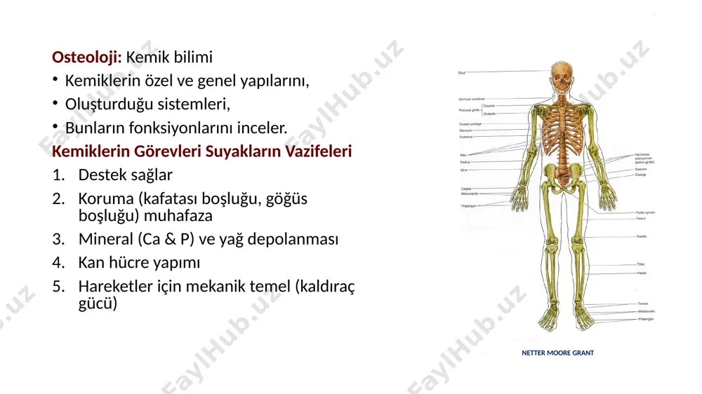 um tabakası=osteojen tabaka): osteoblastlar bulunur. gelişimini tamamlamış kemiklerde bulunmaz, osteoblastlar osteositlere dönüşür i̇htiyaç halinde tekrar osteoblastlara dönüşürler. www.liberaldictionary.com periosteum kemik dokuyu sınırlar ve korur kemik oluşumu ve tamirini sağlar etraf dokular yani kaslar, bağlar gibi oluşumlar, periosteum aracılığıyla kemiğe tutunurlar. damar ve sinirlerin kemiğe girişini sağlar (beslenme ve duyu) -kan damarları -sinirler (yırtılma ve gerilmeye çok hassas) -lenf damarları periost tahrip olursa, kemik dokusu ölür van de graaff human anatomy endosteum kemik iç boşluklarını kaplayan bağdokusu yapılı zar osteblastlar yer alır kemik iliği spongioz doku içerisinde cavitas medullaris denilen boşluklar yer alır. bu boşluklarda medulla osseum denilen kemik iliği bulunur. 1. medulla osseum rubra: kırmızı kemik iliği- kan hücrelerinin oluşumu 2. medulla osseum flava: sarı kemik iliği- yağlar yeni doğanda kemikler büyük oranda kırmızı kemik iliği ile doludur. yaş ilerledikçe, sarı kemik iliği ile yer değiştirir ve sarı renk alır. yetişkinlerde, kırmızı kemik iliği, pelvik kemikler, kostalar, vertebralar gibi kemiklerde …