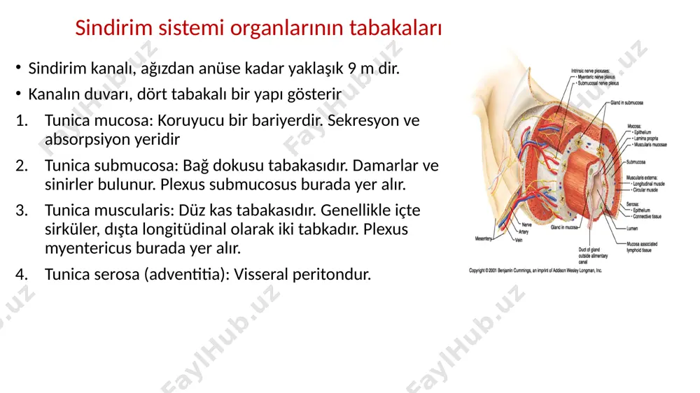 burun boşluğu, lanyx’in arkasında bulunur. arka ve yan duvarları vardır 3 kısımdan oluşur: -nasopharynx -oropharynx -laryngopharynx laryngopharynx yemek borusu(oesophagus) pharynx ve mide arasında bulunan, kaslardan meydana gelmiş boru şeklinde bir yapıdır. yaklaşık 25 cm uzunluğundadır.3 bölümden oluşmuştur. -pars cervicalis -pars thoracica -pars abdominalis mide (gaster:ventriculus) oesophagus ve duodenum arasında bulunur. mide’nin oesophagus’la birleştiği deliğe ostium cardiacum, mide’nin duedonum’la birleştiği deliğe ostium pyloricum denir. midenin bölümleri: pars cardiaca fundus gastricus corpus gastricus pars pylorica pylorus i̇nce bağırsaklar sindirim kanalının en uzun parçasıdır. canlıda 5 m uzunluğundadır. karın boşluğunun orta ve alt kısımlarını işgal eder. üç bölümden oluşmuştur. -duodenum -jejunum -i̇leum duedenum(on i̇ki parmak bağırsağı) sindirim kanalının mideden sonra sonra gelen kısmıdır.i̇nce bağırsakların en kısa ve en kalın bölümüdür. -pars süperior -pars decendens -pars horizontalis -pars ascendens parçaları pars superior pars descendens(l1-l3) pars horizontalis pars ascendens (l3-l2) ductus choledochus (safra kanalı) ductus pancreaticus (pankreas kanalı) ampulla hepatopancreatica papilla duedoni major duodenum uzunluğu: …
