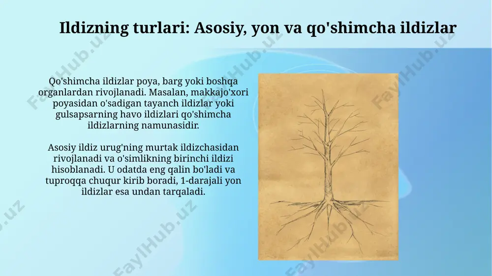 moddalar va suvni shimib, tanaga yetkazib berish vazifasini bajaradi. ildizning ahamiyati o'simliklar hayoti uchun muhim bo'lgan ildizlar, tuproqdan 95% suv va mineral moddalarni so'rib oladi, bu fotosintez va o'sish uchun zarurdir. ildizlar o'simlikni tuproqda mustahkam ushlab turadi, ayniqsa baland bo'yli daraxtlar va kuchli shamollarga duchor bo'lgan hududlarda bu ahamiyatli, ildiz massasi 30% gacha o'simlik og'irligini tashkil etadi. ildizning modifikatsiyalari ildizning modifikatsiyalari ildiz tugunlari - dukkakli o'simliklarning ildizlarida azotni mahkamlovchi bakteriyalar bilan simbioz natijasida hosil bo'lgan modifikatsiyalar. bu tugunlar 1-2 mm dan 2 sm gacha bo'lishi mumkin va azot fiksatsiyasi uchun muhimdir. e'tiboringiz uchun rahmat @taqdimot_robot image2.jpg image3.jpg image4.jpg image5.jpg image6.jpg image7.jpg image8.jpg image9.jpg image10.jpg image11.jpg image12.jpg image13.jpg image1.png