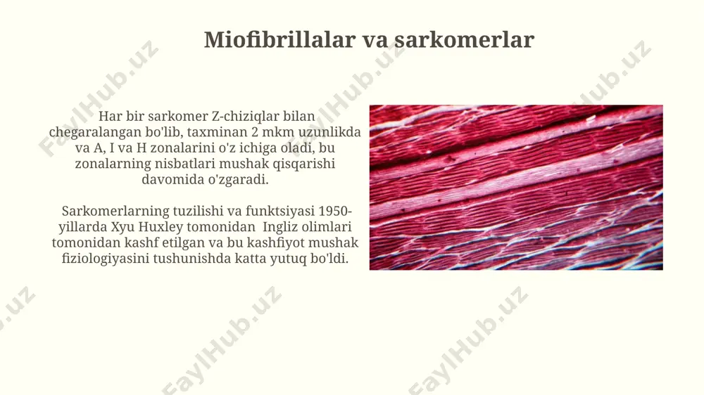 aylanishini ta'minlaydi, bu esa butun organizm faoliyatining muhim sharti hisoblanadi. mushaklarning mashqlari foydali mashqlarga 30 daqiqalik yugurish, 20 daqiqalik suzish yoki 15 daqiqalik velosipedda haydash kiradi va bu mashqlar farg'ona vodiysi tog'larida ham amalga oshirilishi mumkin. mushaklarning kuchini oshirish uchun haftada kamida 3 marta, har bir mashqni 10-15 takrorlash bilan, samarqanddagi sport zalida muntazam mashq qilish tavsiya etiladi. ko'ndalang-targ'il mushak to'qimasi ko'ndalang-targ'il mushak to'qimasining 70% gacha qismi suvdan iborat bo'lib, uning tarkibida taxminan 20% proteinlar, shu jumladan aktin va miozin mavjud. bu oqsillar mushaklarning qisqarishi uchun javobgardir, masalan, qo'qon shahridagi olimpiya sport majmuasidagi sportchilarning mushaklarida. inson tanasida 600 dan ortiq ko'ndalang-targ'il mushak mavjud bo'lib, ularning har biri turli funktsiyalarni, masalan, harakat, issiqlik hosil qilish va postural nazoratni bajaradi. samarqanddagi tibbiyot instituti tadqiqotlariga ko'ra, bu mushaklarning o'rtacha uzunligi 10-30 sm. mushak hujayralarining tuzilishi mushak hujayralarining hujayra yadrolari, odatda, koʻp yadroli boʻlib, hujayra periferiyasida joylashgan, masalan, skelet mushaklarida 100 tagacha yadro boʻlishi …