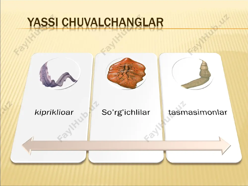 sistemasi. maxsus ayirish sistemasi kiprikli chuvalchanglarda birinchi marta paydo bo 'ladi. ayirish sistemasi ikkita yoki bir necha naylardan ibo-rat. naylardan parenximaga juda ko’p naychalar tar-qaladi; ular ko’p marta shoxlanib, juda ingichka naychalarni hosil qiladi. naychalar uchki qismida tirik yulduzsimon hujayralar joylashgan. hu-jayralar ichida bir boylam kipriklar bo’ladi. kipriklarning tebranishi yonib turgan shamning shamolda miltillashiga o’xshaydi. ana shu sababdan ular miltillovchi hujayralar deyiladi. kipriklar silkinib ayirishning suyuq mahsulotiarini naychalarga chiqaradi. uchki qismida yulduzsimon hu-jayralari bo’lgan shoxlangan naychalardan iborat bunday ayirish siste-masi protonefridiylar deyiladi. moddalar almashinuvi mahsulotlari parenximadan naylarga diffuziya orqali o’tadi. protonefridiylar ayirish bilan birga tanadagi osmotik bosimni boshqarish vazifasini ham bajaradi. sodda tuzilgan ichaksiz kiprikli chuvalchanglarda maxsus ayirish or-gani bo’lmaydi, ayirish mahsulotlarini harakatchan amyobotsitlar tanadan olib chiqib ketadi. nerv sistemasi. yassi chuvalchanglarda nerv hujayralari tananing oldingi qismida to’planib, qo’sh tugun - miya gangliysini hosil qiladi. gangliydan orqa tomonga nerv stvollari ketadi. stvollar nerv tolalaridan va ular bo’ylab joylashgan nerv hujayralaridan …