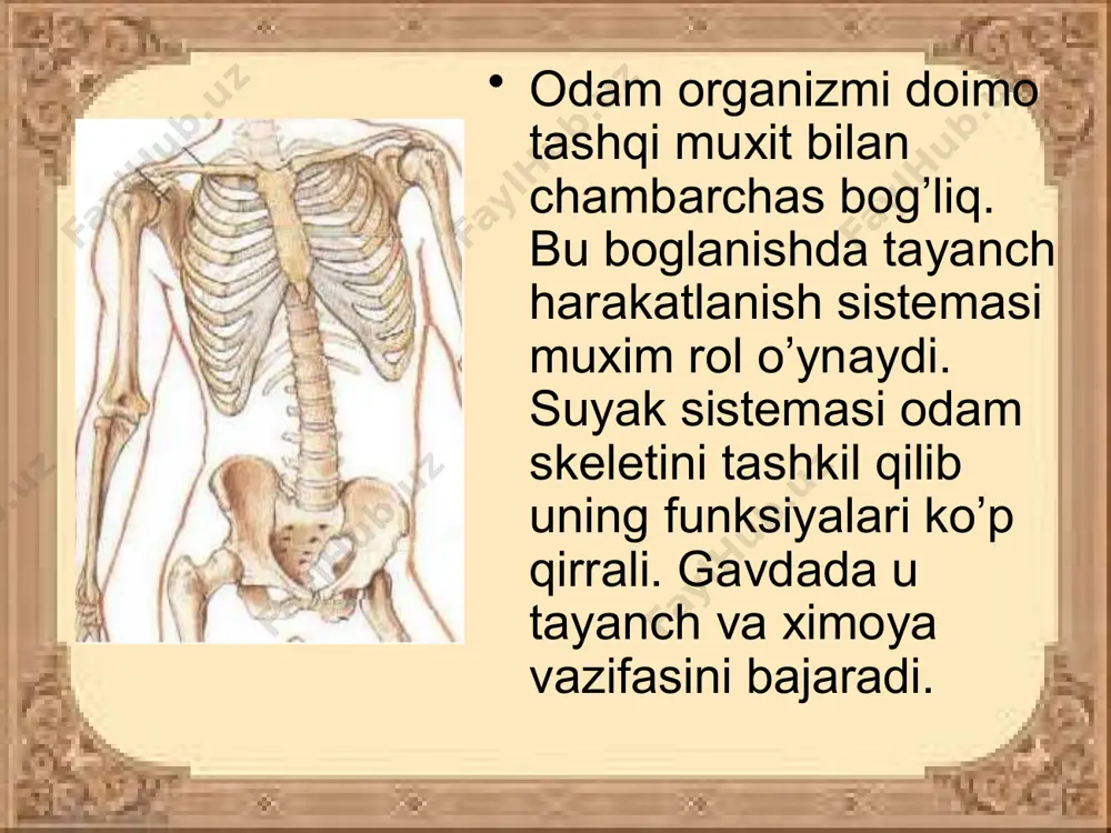 klar tutashib turadi va u tananing tayanchi bo’lib xizmat qiladi. umurtqa pog’onasi 5 ta qismdan iborat: bo’yin-7, ko’krak-12, bel-5, dumg’aza-5 va dum-4-5 ta umurtqadan iborat. qo’l suyaklari. suyaklar ikki qismdan: yelka kamari suyaklari va qo’lning erkin suyaklariga bo’linadi. yelka kamari suyaklariga kurak va o’mrov suyaklari kiradi. qo’lning erkin suyaklariga yelka, bilak, tirsak, kaft ust, kaft va panja suyaklari kiradi. oyoq suyaklari. oyoq suyaklari ikki guruxga: chanoq va oyoqning erkin suyaklariga bo’linadi. oyoqning erkin suyaklariga son, boldir va oyoq panjasining suyaklari kiradi. suyaklarni birikishi suyaklar ikki xil usulda birikadi i.harakatli (bo’g’imli) ii.harakatsiz (oraliqsiz, usluksiz harakatsiz birikishi bunda suyaklar o’zaro bog’lamlar, choklar va paylar yordamida birikadi. suyaklarning bunday birikishiga bosh, umurtqa va chanoq suyaklari misol bo’ladi. bosh suyagi tepa, ensa, peshana suyaklaridan iborat bo’lib yosh o’sgan sari o’zaro choklar yordamida birikadi. harakatli birikishi bunda suyaklar o’zaro bo’g’im hosil qilib birikadi. bunda bo’g’im hosil qilib birikayotgan suyaklarni birini uchi botiqroq, ikkinchisini uchi qovariq …