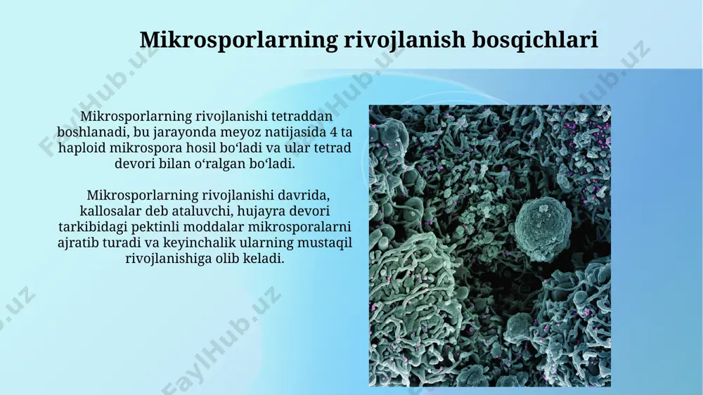 arining rivojlanishi 4 bosqichda: leptoten, zigoten, paxyten va diplotendan iborat bo'lib, har bir bosqichda xromosomalar soni va tuzilishidagi o'zgarishlar kuzatiladi. androtsitlar va mikrosporlarning o'zaro ta'siri mikrosporlarning rivojlanish darajasi androstsitlardagi genetik materiallar miqdoriga va ularning faolligiga bevosita bog'liq bo'lib, 10% farq genetik jihatdan kuchli ta'sir ko'rsatishi mumkin. androtsitlar mikrosporlarga ozuqa moddalari va o'sish gormonlarini yetkazib beradi, bu esa 1000 dan ortiq mikrospor hosil bo’lishiga imkon yaratadi va ularning unumdorligini oshiradi. e'tiboringiz uchun rahmat @taqdimot_robot image2.jpg image3.jpg image4.jpg image5.jpg image6.jpg image7.jpg image8.jpg image9.jpg image10.jpg image11.jpg image12.jpg image13.jpg image14.jpg image15.jpg image16.jpg image17.jpg image18.jpg image1.png