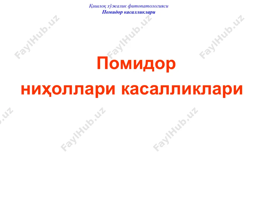 жуда кенг тарқалган. қишлоқ хўжалик фитопатологияси помидор касалликлари помидор фузариоз сўлиши вилт помидорнинг пастки барглари, кўпинча бир томонидан, сарағайиши ва ўсимликлар сўлғин бўлиб қолишидан бошланади. сўлган барглар қурийди, бироқ тушмасдан, новдаларда осилиб қолади. новдалар ҳам ўсимликнинг бир томонида сўлиши мумкин, кейинчалик бутун ўсимлик сўлади (5 расм). қишлоқ хўжалик фитопатологияси помидор касалликлари 5 расм. помидор фузариоз сўлиши (қўзғатувчи fusarium oxysporum f. lycopersici). қишлоқ хўжалик фитопатологияси помидор касалликлари помидор фузариоз сўлиши новдалар устида сариқ чизиқчалар пайдо бўлади. зарарланган ўсимликлар сўлишдан олдин заифлашади ва бўйи жуда паст бўлиб қолади. помидор сўлишининг сабаби – ўтказувчи тўқималар замбуруғ мицелийси билан тўлиб қолиши ва ўсимлик замбуруғ токсинлари билан заҳарланишидир. поя қия кесилса, ўтказувчи тўқималар қўнғир тус олгани – кучли доғланиш кузатилади. вилт ўсимликнинг пастки қисмидан юқори ярусларга тарқалиши билан бирга, ўтказувчи тўқималардаги кучли доғланиш ҳам шу йўналишда, тупроқ сатҳидан (илдиз бўғзидан) ўсимлик тепасигача тарқалади (илдиз чириш билан зарарланган ўсимликлардаги доғлар илдиз бўғзидан фақат 10-15 см баландликкача …