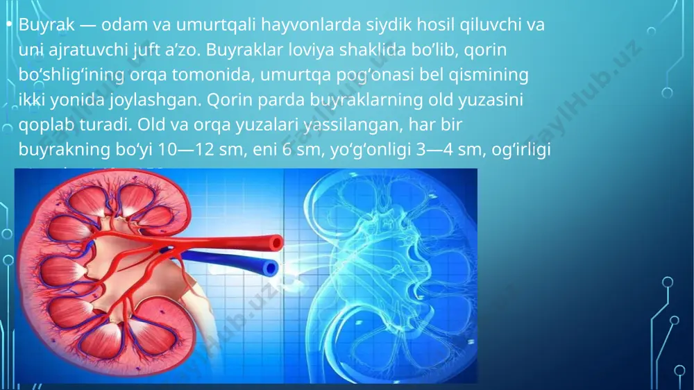 qiladi. piramidalar oʻrtacha 1 mln. mayda kanalcha (nefron)lardan iborat, shu nefronlarda siydik hosil boʻladi, bunda suyuqlik qondan sizib oʻtadi (filtrlanadi), qayta soʻriladi va sekresiya roʻy beradi. har bir nefron buyrak tanachalari bilan siydik kanalchalaridan iborat. siydik buyrak tanachalarida filtratsiya yoʻli bilan paydo boʻladi. buyrak tanachasi qoʻsh devorli kapsula (shumlyanskiy—boumen kapsulasi) boʻlib, devorlari orasida yoriqsimon boʻshliq bor. siydik chiquvchi naycha (kanalcha) shu boʻshliqdan boshlanadi. kapsulada mayda qon tomirlar koptokchasi (kalavasi) bor. siydik kanalchalarida birlamchi siydik qayta soʻriladi, konsentratsiyasi oshadi va shakllangan siydikka aylanadi. siydik kanalchalari qoʻshilib, yirikroq yigʻuvchi kanalchalar hosil qiladi. siydik kanalchalardan buyrakning avval kichik, keyin katta kosachalariga va nihoyat buyrak jomiga oʻtadi, undan siydik yoʻli orqali qovuqqa quyiladi. buyrakdan oʻrtacha 1,5 l siydik ajralishi uchun organizmdagi qon buyrakdan bir kecha-kunduzda oʻrtacha 360 marta oʻtib, yetarlicha tozalanib turadi. buning uchun buyrakga keladigan qon miqdori va bosimi doimo yetarli boʻlishi kerak agar qon bosimi pasayib, buyrakga qon kam kelsa, u renin …