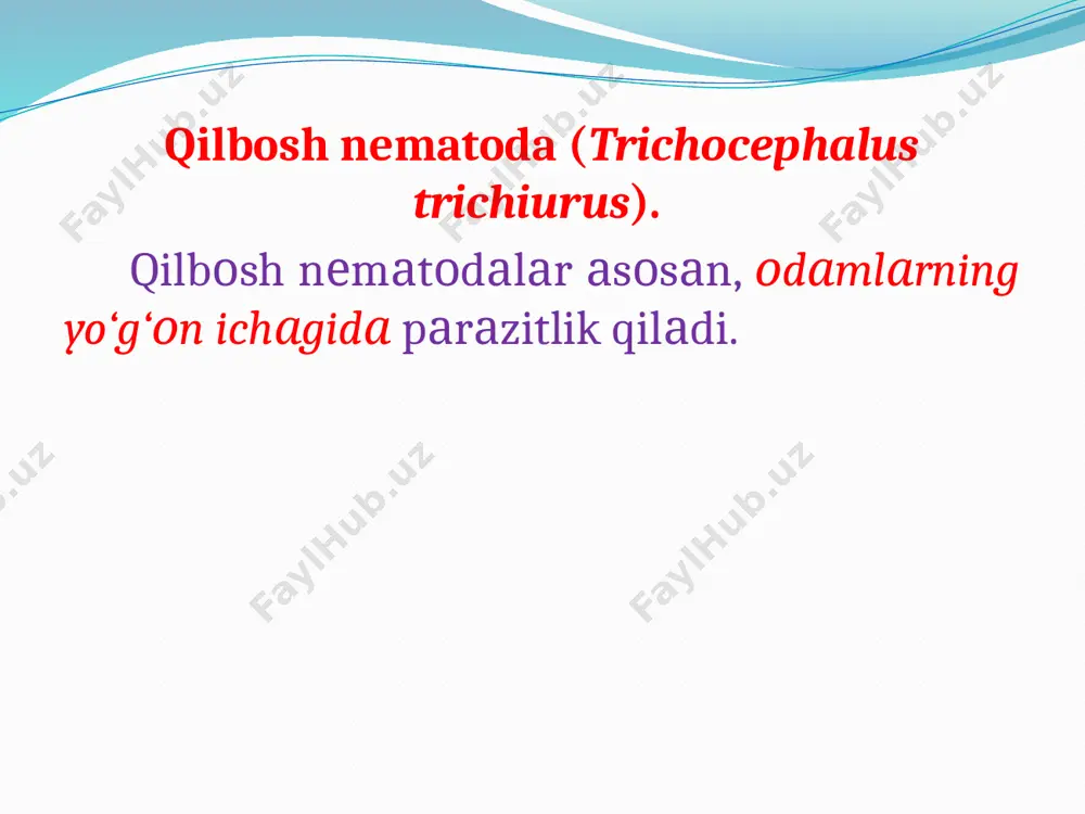5-2 mm atrofida bo‘lib, asosan kalamush, it, mushuk, bo‘rsiq, cho‘chqa va ba’zan odamlarda parazitlik qiladi trixinella tufayli vujudga keladigan kasallik trixinellyoz deyiladi. minglarcha trixinella lichinkalari odam ichak devorini teshib o‘tganda, og‘ir kasallikka va hatto, o‘limga ham olib kelishi mumkin. umuman, trixinella bilan kasallangan odamlarning harorati ko‘tariladi, ovqat hazm qilish sistemasining ishi buziladi , muskullari og‘riydi, ko‘ngli ayniydi, yuzi va qovoqlari shishadi. trixinellyozning yashirin davri 10-25 kun davom etadi. bug‘doy nematodasi (anguina tritici). o‘simlik nematodalari ichida eng yirigi hisoblanadi. erkagining uzunligi 2,5 mm, urg‘ochisiniki esa 5 mm atrofida bo‘ladi. bu nematoda bug‘doy va boshqa boshoqli ekinlarga zarar yetkazadi zararlangan bug‘doyning boshog‘ida don o‘rnida qora yoki jigarrang bo‘rtma (tugunak) hosil bo‘ladi. tugunak ichida 15-17 mingtagacha nematoda lichinkalari bo‘lib, ular quruq holda oziqlanmay 20-28 yilgacha yashashi mumkin. urug‘lik bug‘doylarga aralashgan tugunaklar ichida yotgan lichinkalari bilan birga yerga tushadi. namlikda lichinkalar tugunakdan chiqib, yangi unayotgan bug‘doy maysasining ildiziga kirib, tanasidan yuqoriga ko‘tariladi va barg …