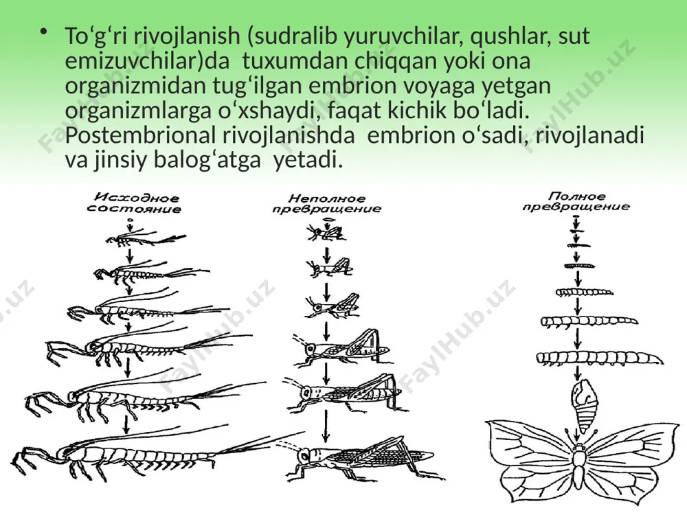 postembrional rivojlanish. 9 - sinf - Page 3