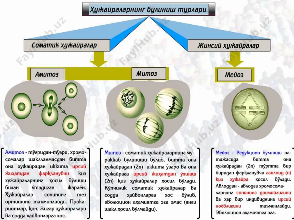 bir-biridan uzoqlashib boradi, hujayra anchagina cho'ziladi. metafaza. bu davming boshlangich bosqichida xromosomalar hujayraning ekvator qismiga siljiydi. so‘ng barcha xromosomalar sentromerlari bilan hujayra ekvatori yuzasi bo‘ylab joylashadi. metafazada xromosoma to‘liq shakllanadi. shunday qilib, ko‘z ilg‘amas darajada va o‘ta uzun xromatin ipchasining spirallashishi va batartib taxlanishi oqibatida zich, qisqa xromosomalar hosil bo’ladi.har bir sentromera xromosoma yelka laridan turli masofada joylashib har xil kattalikdagi yelkalarga ega bo‘lgan xromosomani shakllantiradi. hujay raning har bir qutbidan yo‘nalgan urchuq iplari bitta xromosomaning sentromerasiga ikki tomondan birikadi. anafaza. har bir xromosoma bo‘ylamasiga alohida qiz xromatidasiga ajrala boshlaydi va sentromera ham ajraladi. xromosomaning sentromera sohasidan xromatidlarga ajralib, hujayraning ikki qutbga tortilishi ro‘y beradi. bu tortilishni sentromeraga birikkan, urchuq iplarining tarkibiga kiruvchi qisqarish xususiyatiga ega bo’lgan aktin va boshqa oqsillar taminlaydi. shunday qilib, xromatida tarzidagi qiz xromosomalari hujayraning ikki qutbiga tengma-teng miqdorda taqsimlanadi. telofaza. bo’linayotgan hujayraning o ‘rtasida siqiqlik paydo bo’la boshlaydi. bir ipli xromosoma - xpomatida spirallari yoyiladi …