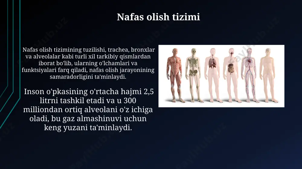 di. ovqat hazm qilish tizimi katta ichak, uzunligi 1,5 metr bo'lib, suvni qayta so'rib olish va najasni shakllantirish vazifasini bajaradi, bu jarayon bakteriyalar yordamida amalga oshiriladi va taxminan 100 trillion bakteriya yashaydi. ingichka ichak 6 metrga yaqin uzunlikka ega bo'lib, uning devori villi va mikrovillli tuzilmalarga ega, bu esa ovqat hazm qilish mahsulotlarining so'rilishini 600 marta oshiradi. e'tiboringiz uchun rahmat @taqdimot_robot image1.jpg image2.jpg image3.jpg image4.jpg image5.jpg image6.jpg image7.jpg image8.jpg image9.jpg image10.jpg