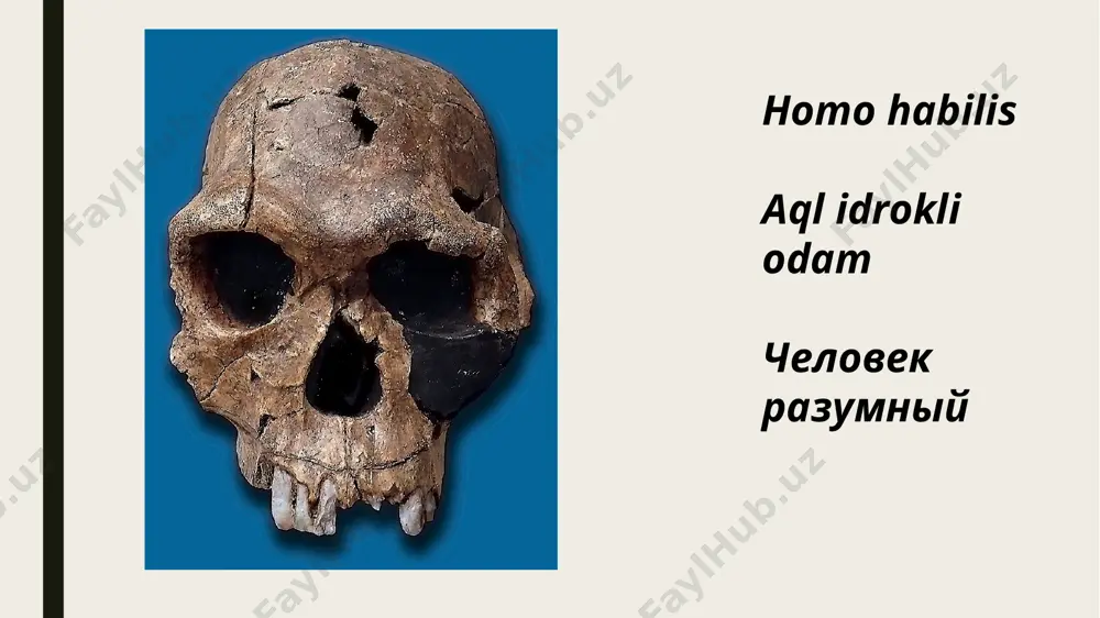 b, uning 4 ta mahalliy guruxini ajratib ko‘rsatadilar: muste, levallua, levallua–muste, soan. buni dastlab v.a.ranov taklif qilgan va unga toshni paraqalashdagi o‘ziga xos texnikaviy uslubni asos qilib olgan. toshni qayta ishlash texnikasi ham takomillashgan. ixcham qurollar ishlab chiqa boshlaganlar. bu yangi yorma texnika usuli yordamida amalga oshirilgan. bunda qurol yasaladigan chaqmoqtoshning bosh tomoni ustalik bilan urib o‘girilib, tekis maydoncha hosil qilinadi. shu maydoncha orqaligina toshning mayda paraqalarini olish imkoni tug’iladi. barcha paraqalar olinib bo‘linganidan keyin uchirib bo‘lmaydigan o‘zak qoladi. bu o‘zak nukleus deb ataladi. muste davri uchun gardishsimon nukleuslar va uch burchakli tosh paraqalari xarakterli bo‘lgan. tosh paraqalar yog’och yo‘nish, teri ishlash, qurol va kiyim tayyorlashda qulay hisoblangan. tosh paraqalar uchi yanada o‘tkir qilingan. bunda tosh parrakchaga sekin asta urib salgina ishlov berilgan va yangi tur qurol hosil qilingan. ular asosan nayzasimon toshqurol va tosh qirqich bo‘lgan. qurollar kalta va yalpoq bo‘lib, ularga dasta o‘rnatib bo‘lmagan. nayzasimon tosh quroldan asosan …