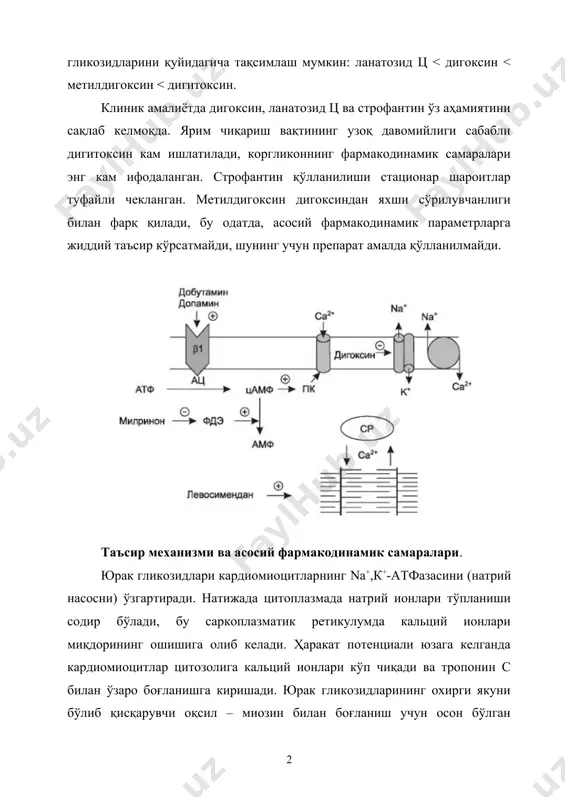 ий таъсир кўрсатмайди, шунинг учун препарат амалда қўлланилмайди. таъсир механизми ва асосий фармакодинамик самаралари. юрак гликозидлари кардиомиоцитларнинг nа+,к+-атфазасини (натрий насосни) ўзгартиради. натижада цитоплазмада натрий ионлари тўпланиши содир бўлади, бу саркоплазматик ретикулумда кальций ионлари миқдорининг ошишига олиб келади. ҳаракат потенциали юзага келганда кардиомиоцитлар цитозолига кальций ионлари кўп чиқади ва тропонин с билан ўзаро боғланишга киришади. юрак гликозидларининг охирги якуни бўлиб қисқарувчи оқсил – миозин билан боғланиш учун осон бўлган актиннинг фаол қисмлари миқдорининг ошиши ҳисобланади, бу кардиомиоцитлар қисқарувчанлиги кучайиши билан бирга кечади. юрак гликозидларининг асосий фармакодинамик самаралари – мусбат инотроп, манфий хронотроп ва дромотроп самарадир. мусбат батмотроп таъсири препаратларни субтоксик ва токсик дозаларда юборганда намоён бўлади (ҳужайрада са2+ миқдори ошиши ва к+ миқдори камайиши билан боғлиқ). юрак гликозидларининг мусбат инотроп самараси миокард қисқаришининг кучи ва тезлиги ошиши билан намоён бўлади. қисқарувчанлик кучайиши натижасида қон айланишининг зарб ва дақиқа ҳажми катталашади. кардиомиоцитлар тонуси ошиши билан бир қаторда юракнинг охирги систолик ва охирги …
