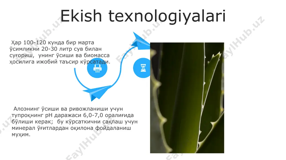 aloe oʻsimligining yetishtirish texnologiyasi - Page 4