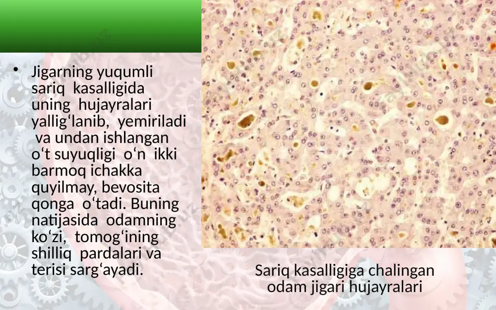 jigar. me’daosti bezi. ovqat hazm qilishning boshqarilishi. 8 - sinf - Page 4