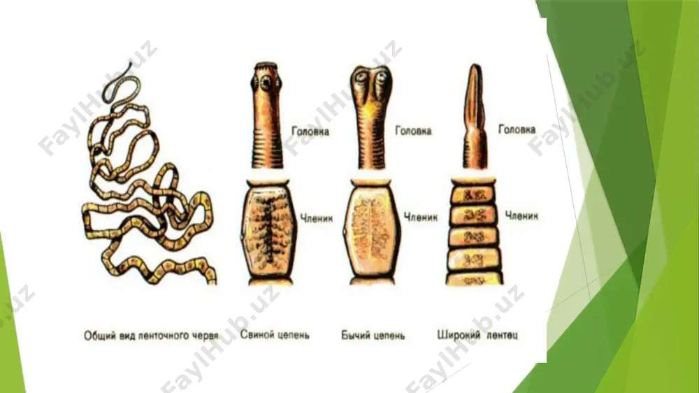 ga, oʻpkaga, miyaga va boshqa organlarga boradi. sistatserkoz ogʻir kasallik boʻlib, oʻlim bilin tugashi xam mumkin labaratoriya diagnostikasi: teniozda najasdan 12 taga tarmoqlangan yetuk boʻgʻimi topiladi, sistotserkozda rentgenologik va immunologik tekshiruvlar oʻtkaziladi profilaktikasi: shaxsiy – yaxshi pishirilmagan choʻchqa goʻshtini isteʼmol qilmaslik; umumiy – goʻshtlarni veterenariya – sanitariya nazorati, choʻchqachilik fermasi ishlovchilarini tibbiy koʻrikdan oʻtkazib turish morfologiyasi: tana uzunligi 3 m, skoleksida 4 ta soʻrgʻichi, ikki qator ilmoqlari bor (qoʻrollangan gijja), germofrodit boʻgʻimlarida tuxumdoni 3 ta boʻlmachadan iborat, yetilgan boʻgʻimida bachadoni 12 tagacha tarmoqlangan joylashishi: yetilgan shakli ichakda parazitlik qiladi tarqalishi: xamma joyda choʻchqa soliteri – taenia solium tenioz va sistotserkoz kasalligining qoʻzgʻatuvchisi chuchka solityori (taenia solium) rivojlanish sikli tenioz kasalligini keltirib chikaradi. asosiy xujayini – odam oralik xujayini – chuchkalar, baʼzan odam xam bulishi mumkin odamda autoinvaziya kuzatilishi mumkin. odam uchun invaziyali bulib, xam tuxumlari, xam sistetserklar xisoblanadi. choʻchqa muskullaridagi sistatserk odamning bosh miyasidagi choʻchqa solityori sistatserki pakana gijja- hymenolepis …