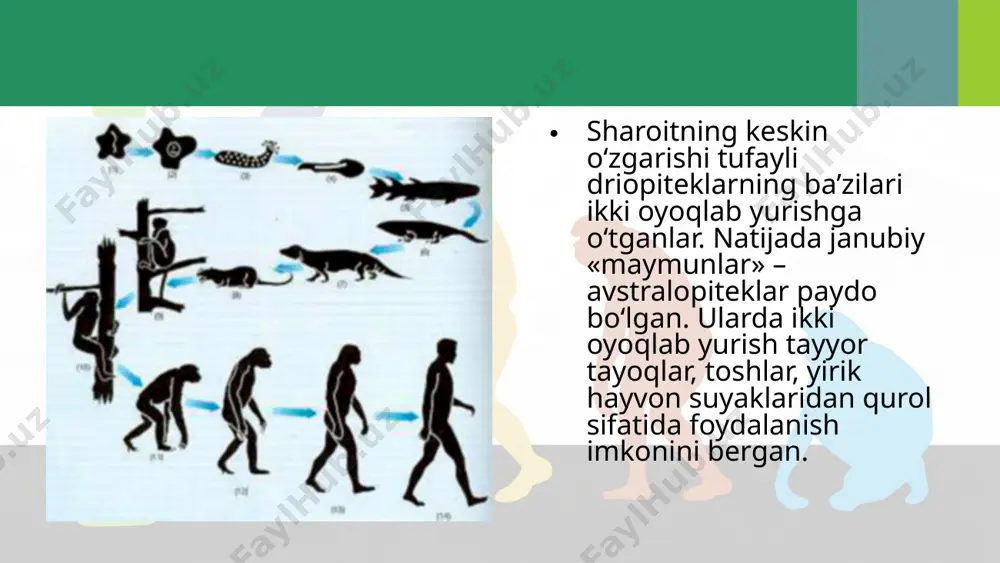 odam evolutsiyasining asosiy bosqichlari. 10 - sinf - Page 4