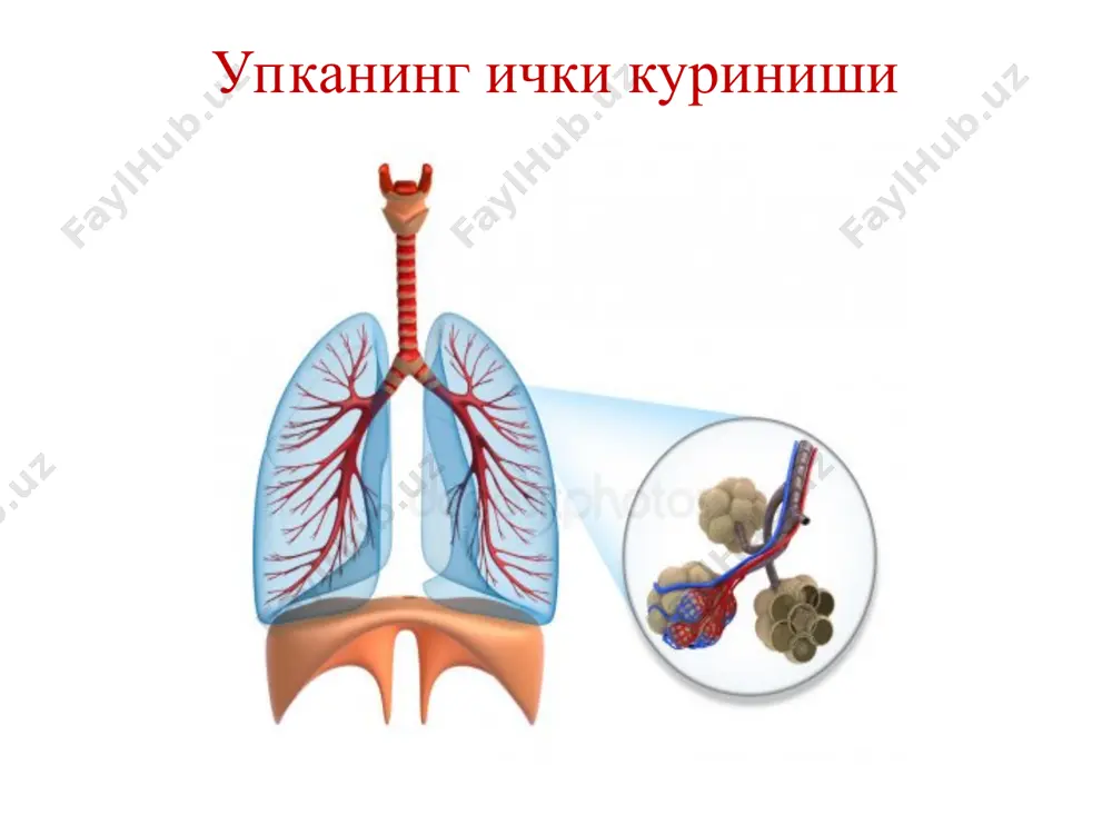 сма касалликларини юзага келтириши мумкин. тамаки тутини таркибида юзлаб заҳарли моддалар борлиги аниқланган. демакки, гигиена қоидаларига амал қилиш, узоқ умр кўриш гаровидир. алвеолада газларнинг тақсимланиши ва алмашинуви таркибий кисм кислороднинг микдори карбонатангдриднинг микдори хавода 159 мм.с.уст. 0,3мм.с.уст алвеолада 104 мм.с.уст. 40 мм.с.уст. артериал конда 85-100 мм.с.уст. 40 мм.с.уст. веноз конда 40 мм.с.уст. 45 мм.с.уст. хужайрада 40 мм.с.уст. 45мм.с.уст. қон ва туқимада газларнинг тақсимланиши ва алмашинуви таркибий қисм кислороднинг миқдори карбонатангдриднинг миқдори хавода 159 мм.с.уст. 0,3мм.с.уст алвеолада 104 мм.с.уст. 40 мм.с.уст. артериал конда 85-100 мм.с.уст. 40 мм.с.уст. веноз конда 40 мм.с.уст. 45 мм.с.уст. хужайрада 40 мм.с.уст. 45мм.с.уст. нафас йўлларидан ҳавонинг ўтиши нафас ҳавосининг таркиби нафас олиш ҳавоси атмосфера ҳавосининг таркиби билан тенг. яъни атмосфера ҳавосида 20,94% - о2 (кисларод), 0,03% - со2 (корбанат ангидрит) 79,03% - n2 (азот) мавжуд. нафас хавосининг таркиби нафасдан чикадиган ҳавода ўрта ҳисоб билан: 16,3% - о2, 4% - со2, 79,7% - n2 бор. нафасдан чиқадиган ҳавонинг …