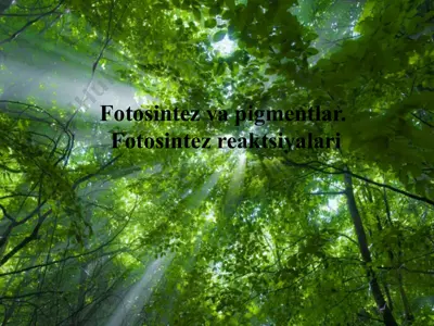 fotosintez — PPTX