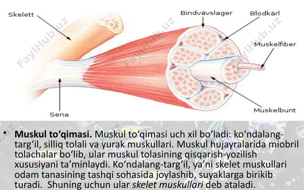 тo‘qimalar, organlar va organlar sistemasi. 8 - sinf - Page 5