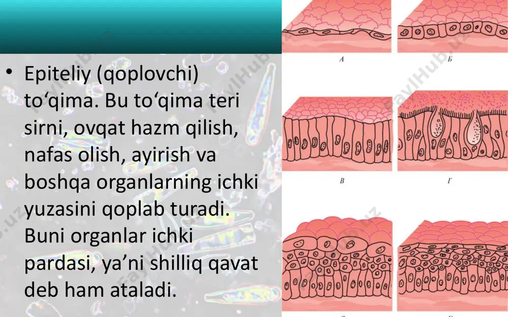 unksiyani bajarishga moslashgan turli xil hujayralar va to‘qimalar to‘plami organni tashkil qiladi. har bir organ odam organizmi uchun muhim bo‘lgan aniq bir vazifani bajaradi. masalan, yurak organizmda qon aylanishini ta’minlaydi. o‘pkalardagi alveolalarda gaz almashinuv jarayonining o‘tishi orqali organizmning barcha hujayra va to‘qimalari kislorod bilan ta’minlanadi. buyraklar esa organizmda moddalar almashinuvi natijasida hosil bo‘lgan qoldiq moddalarni qondan ajratadi. organlar sistemasi. bir xil vazifani bajaruvchi bir nechta organlar majmuasi organlar sistemasi deb ataladi. masalan, nafas olish organlari sistemasi: burun, halqum, hiqildoq, traxeya, bronxlar hamda o‘ng va chap o‘pkalardan tashkil topgan. organizm. yuqorida aytilganlardan ma’lumki, odam organizmi murakkab biologik sistema bo‘lib, u hujayralar, to‘qimalar, organlar va organlar sistemasidan tashkil topgan. organizm nechog‘liq murakkab tuzilganligiga qaramay, uning barcha to‘qima va organlari bir-biri bilan uzviy bog‘langan holda ishlaydi. bu bog‘lanish nerv va gumoral yo‘l bilan boshqariladi. shuning uchun odam organizmi, uning barcha hujayra, to‘qima va organlari bir butun deb ataladi. savol va topshiriqlar epiteliy to‘qima …