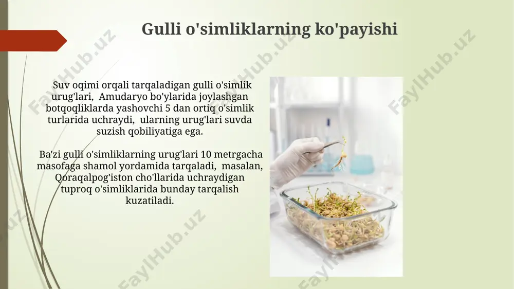 urg'ochilarning tuzilishi urgʻochilarning changsimonlari 30-50 mkm uzunlikda boʻlib, yopishqoq moddalar bilan qoplangan va shamol yordamida 5 km masofaga tarqalishi mumkin, bu esa samarqand viloyatining choʻl hududlarida keng tarqalishiga sabab boʻladi. ba'zi urg'ochilar turlari o'ziga xos meva-dukkakli tuzilmalar hosil qiladi, ularning uzunligi 7-10 sm ga yetadi va bu tuzilmalar ichida 50-100 ta urug' joylashgan bo'ladi, bu esa farg'ona vodiysida ko'p sonli urug'larning tarqalishiga imkon beradi. meva hosil bo'lishi bir tup gʻoʻza oʻsimligidan oʻrtacha 50-70 dona meva hosil boʻladi, lekin bu raqam 150 tagacha yetishi mumkin, bu esa oʻsimlikning tuproq unumdorligi va sugʻorish sharoitlariga bogʻliq. gʻoʻza mevalarining hosil boʻlish davri 120-150 kunni tashkil etadi va bu davr iqlim sharoiti, nav xususiyatlari va oʻgʻitlash darajasiga bogʻliq, masalan, qoraqalpogʻiston respublikasida bu muddat biroz qisqaroq boʻlishi mumkin. urg'ochilarning rivojlanishi oʻzbekistonning janubiy hududlarida, xususan, qashqadaryo viloyatida urgʻochi gulli oʻsimliklarning 70% gacha qismi shamol yordamida changlanadi va urugʻlari 5 metrgacha masofaga tarqaladi. urgʻochi oʻsimliklarning koʻpayishi davrida, ayniqsa, …
