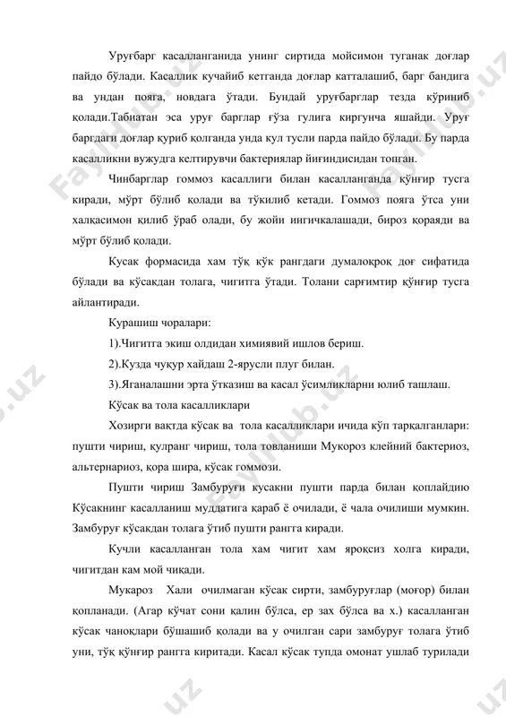 масса билан қопланади.курашиш йўли шира бўлишига йўл қўймасликдир. қўнгир чириш кўсак очилганда ундаги пахтанинг хаммаси ёки унинг айрим паллалари ўкпарланган бўлмайди.уларни сал силкитсак чаноқлардан тўкилиб кетади.бундай паллаларда кўплаб қора нуқталар бўлади.бундай паллаларда тола узунлиги 5-6 мм қисқа, кўпи табиий узунлигига етмай нобуд бўлган шу сабабли бошқа сифатлари хам кескин камайган бўлади. касалланиш сабаби, хаво намлиги юқорилиги, кўсагининг кечикиб очилиши, кўчатнинг қалин қолдирилганлиги ва бегона ўтларни кўплигидир. кўсак гоммози кузда ёғингарчилик кўп бўлган районларда ва ғўзани ёмғир усулида суғорган ерларда кўп бўлади. бактерия кўсак чаноғи орқали ичкарига киради ва толани тез зарарлайди. бактериоз чаноқ тагидаги кичик сариқ доғча орқали ичкарига киради. натижада чаноқда пахта чирийди. толаси хам чигитили хам яроқсиз бўлиб қолади. курашиш чоралари 1. касал ғўзапоялар даладан чиқарилиши керак. 2.икки ярусли плугда 35-40 см. чуқурликда хайдаш зарур. 3.чигит вақтида экилиши, кўчат қалинлиги нормал бўлиши, ўғит ва сувлар ўз вақтида берилиши, культивация даврида ғўза илдизлари зарарланмаслиги, ғўза ғовлаб кетмаслиги, қалин бўлиб …