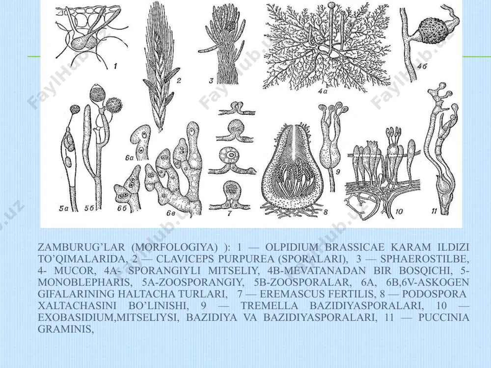 rizofidium, (rhyzophydium pollinus) rizomitseliysining boshlanishi, b- suvo’tida parazitlik qilayotgan polifagus (polyphagus euglenae), 1-evglena tallomida parazitning rizomitseliysi va zoosporalari, 2- sporangiy, 3- jinsiy jarayon, 4-zigota. www.arxiv.uz chytridiomycota - blastocladiales – allomyces ning zoosporasi x 2000 bu tartib vakillari suvlarda bud bo’lgan hasharotlarda va o’simlik qoldiqlarida saprofit holda yashaydi. ba’zilari umurtqasizlar chivin, pashsha, iskaptoparda parazitlik qiladi. jinssiz ko’payishi zoospora, jinsiy izogamiya va geterogamiya. www.arxiv.uz blastocladiales -allomyces bu tartib vakilaridan biri allomitsesdir , u suvda o’simlik va hasharotlar qoldiqlarida saprotrog yashaydi. gifning ichida soxta bo’g’ini bolib ichida sporalar joylashadi. mitseliyning soxta bo’g’inli qismida sista yoki zoosporangiy h.q. mitseliysi 1 sm uzunlikda bb, shoxlangan giflardan iborat. urg;ochi gametasi sirenin nomli jinsiy garmon ajratib erkagini jalb qiladi. www.arxiv.uz allomyces da gametangia www.arxiv.uz allomyces. da sporangiyning hosil bo’lishiva sporalarning sporangiydanchiqishi. www.arxiv.uz monoblefaris (monoblepharis) bu tartib toza va chuchu suvlarda o’simliklar meva va shoxchalari va no’bud boo’lgan hasharotlarda 1-2 mm uzunlikdagi oq va qo’ng’ir tusli mitseliy h.q …