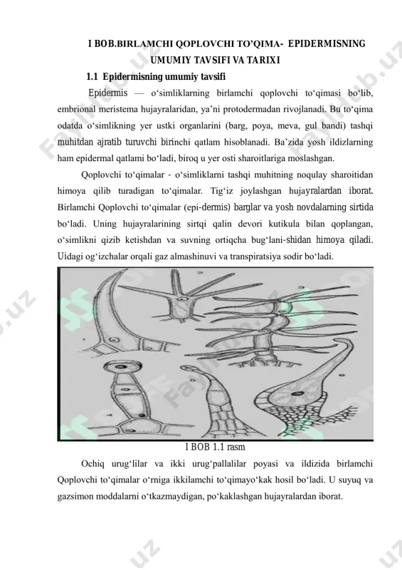 adi epidermisning umumiy xususiyatlari: odatda bir qatlamli bo‘ladi (yagona hujayra qatlami). hujayralari tirik, zich joylashgan, xloroplastsizlik bilan farqlanadi (faqat soya o‘simliklarida ayrim epidermis hujayralarida xloroplast bo‘lishi mumkin). tashqi tomoni kutikula (mumsi qoplama) bilan qoplangan bo‘lib, u suv yo‘qotilishini kamaytiradi. ichki organlarga zararli mikroorganizmlar, hasharotlar, ultrabinafsha nurlar, mexanik shikastlanishlarga qarshi himoya vazifasini bajaradi. epidermis tuzulishiga ko’ra 2ga bo’linadi. oddiy epidermis oddiy epidermis — bu faqatgina bir xil turdagi, odatda asosiy (parenkimatik) hujayralardan tashkil topgan epidermis to‘qimasi hisoblanadi. ushbu hujayralar bir-biriga zich yopishgan bo‘lib, ular orasida oraliq bo‘shliqlar (intercellular spaces) bo‘lmaydi yoki juda kam uchraydi. oddiy epidermisning asosiy vazifalari — himoya qilish, suvning bug‘lanishini tartibga solish va tashqi muhit bilan cheklovchi qatlam vazifasini bajarishdan iborat. asosiy xususiyatlari bir qatlamli va bir xil tuzilgan hujayralardan tashkil topgan. hujayralar shakli odatda ko‘p burchakli yoki cho‘zinchoq. sitoplazmasi noaniq, xloroplastlar odatda bo‘lmaydi, ammo soya o‘simliklarida bo‘lishi mumkin. hujayra devori tashqi tomonida qalinlashgan bo‘lishi mumkin, ichki qismi …
