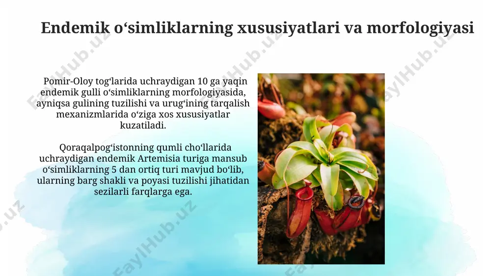 ng qumli hududlariga xos boʻlgan bir nechta qushqoʻnmas turlari mavjud. fergana vodiysidagi endemik oʻsimliklarning 25% dan ortigʻi xavf ostida boʻlib, ularning tabiiy yashash joylarining yoʻqolishi va iqlim oʻzgarishi ularning sonini kamaytirmoqda. endemizmning sabablari va omillari madagaskardagi lemurlar va ba'zi oʻsimlik turlarining (masalan, 50 dan ortiq orkide turi) endemizmi, millionlab yillar davomida davom etgan orolning geografik ajralishi va oʻziga xos evolyutsion yoʻllar bilan izohlanadi. oʻzbekistonning qoraqalpogʻiston respublikasidagi 100 ga yaqin endemik oʻsimlik turi, asosan, amudaryo havzasining noyob geologik tuzilishi va iqlim sharoitlari bilan bogʻliq boʻlib, geografik izolyatsiya va tor areal tufayli yuzaga kelgan. e'tiboringiz uchun rahmat @taqdimot_robot image2.jpg image3.jpg image4.jpg image5.jpg image6.jpg image7.jpg image8.jpg image9.jpg image10.jpg image11.jpg image12.jpg image13.jpg image14.jpg image15.jpg image16.jpg image1.png