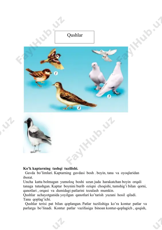 qushlar sinfi. ko'k kaptarning tashqi tuzilishi - Page 4