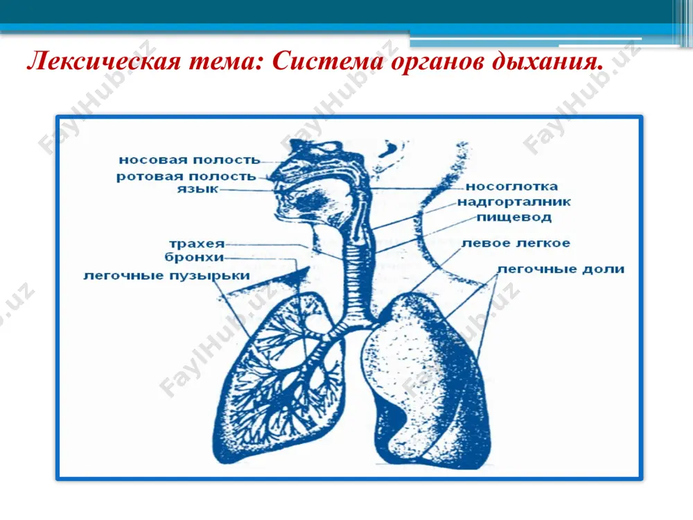 черепа подразделяются на кости мозгового черепа и кости лицевого черепа. что? включает в себя что? скелет человека включает в себя четыре отдела: скелет туловища, скелет головы (череп), скелет верхних и нижних конечностей. модели речи что? относится к чему? грудина, 12 пар рёбер, соединённых сзади с позвоночным столбом относятся к грудной клетке. что? принадлежит чему? 1) непарные кости: затылочная, лобная, клиновидная, решетчатая; 2) парные кости: теменная, височная принадлежат к костям мозгового черепа. что? входит в состав чего? большеберцовая и малоберцовая кости, являющиеся длинными костями входят в состав голени. что? образует что? кости черепа образуют основание и свод, или крышу. что? составляет что? 1) непарные кости: нижняя челюсть, подъязычная кость и сошник; 2) парные кости; верхнечелюстная, нёбная, скуловая, нижняя носовая раковина, слёзная и носовая кости составляют кости лицевого черепа. классифицируемые объекты классы 1)органеллы органеллы общего значения, специальные 2)углеводы моносахариды, олигосахариды, полисахариды 3) рнк рибосомальная, информационная, транспортная 4) железы железы внутренней секреции, железы …