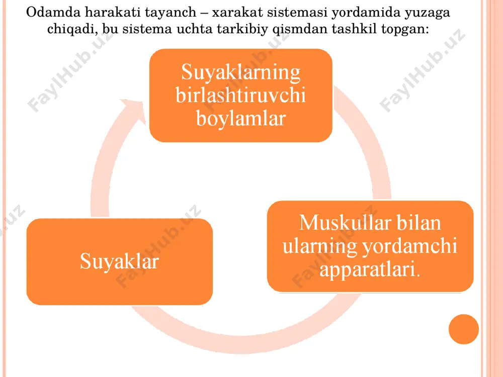 chisi aksis deyiladi. atlant halqa shaklida bo‘lib, tanasi va o‘tkir o‘simtasi bo‘lmasligi bilan bo‘yinning boshqa umurtqalaridan farq qiladi. atlantda orqa va oldingi yoylar bo‘lib, ularda oldingi va orqa do‘mboqlar bor. umurtqa teshigi boshqa umurtqalarnikidan kattaroq. aksis yoki ikkinchi bo‘yin umurtqasi tishsimon o‘simtasi bo‘lishi, yuqorigi bo‘gim o‘simtalari bo‘lmasligi bilan bo‘yinning boshqa umurtqalaridan farq qiladi. u bo‘yin umurtqasining orqa o‘simtasi uzun, yo‘g‘on va ikkiga ayrilmagan bo‘lib, tirik odamda teri ostida bilinib turadi. vertebra cervicalis secunda i - dens; 2- facies articularis posterior; 3- corpus vertebrae; 4- facie articularis superior; 5 - processus transversus; 6- processus articular! inferior; 7 - arcus vertebrae; 8 - processus spinosus. fig. 7. the second cervical vertebra (axis). vertebra cervicalis 1-processus spinosus; 2-foramen vertebrale; 3-arcus vertebrae; 4-processus articularis superior; 5-processus transversus; 6-tuberculum posterius processus transversus; 7-tuberculum caroticum; 8-foramen transversarium; 9-corpus vertebrae dumg‘aza suyagi (os sacrum) uchburchak shaklda, odam yoshligida ayrim umurtqalardan iborat bo‘ladi, keyinchalik ular birlashib, yaxlit dumg‘aza …