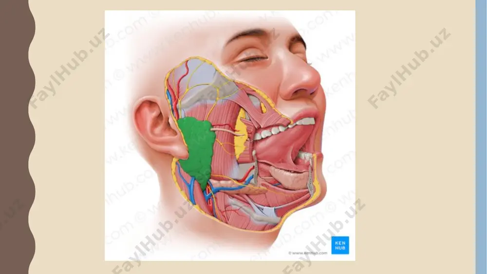 parotid gland anatomy - Page 5