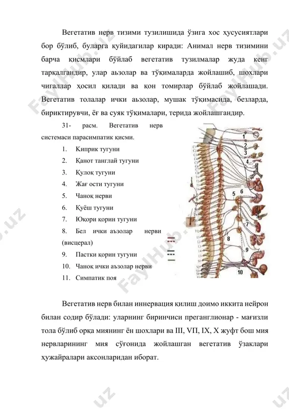 мм га етади. вегетатив толалар паст қўзгалувчанликка эга, уларнинг хронаксияси каттадир, қўзғалиш тўлқинининг тарқалиш тезлиги вегетатив нерв бўйича анча кам, 0,6-1,2 м/сек, соматик нервда эса 60-120 м/сек га тенг. вегетатив нерв тизими толалари айрим кимёвий моддалар таьсирига жуда сезувчандир. шунинг учун кимёвий моддаларни хоссаларига қараб ва вегетатив толаларнинг сезувчанлигига қараб улар 2 га бўлинади: биринчи симпатик нерв толалари, улар адреналин, эфедрин, кальцийлардан қўзғалади, бром ва хлоралгидратдан тормозланади. парасимпатик нерв толалари эса пилокарпин, эфедрин, ацетилхолин, калий, инсулинлардан қўзғалади, атропин ва скополаминлардан тормозланади. кўп сонли текширишлардан маьлум бўлишича баьзи аъзолар ва тўқималар доимо антогонистик (симпатик ва парасимпатик) иннервацияга эга бўлмай, фақат 1 хил толалар билан иннервация қилинар экан. масалан: тери пиломоторлари ва тер безлари фақат симпатик толалар билан иннервацияланади. қорачиқ мушаклари ва ички аьзоларнинг мушаклари симпатик ва парасимпатик толалар билан иннервацияланиб қўзғатувчи, ҳам тормозловчи таьсирга эгадир. сўлак безларида парасимпатик толалар унинг ажралишига таьсир кўрсатади, симпатик толалар эса -сўлакнинг қаттиқ қисмини ажратади. нерв …